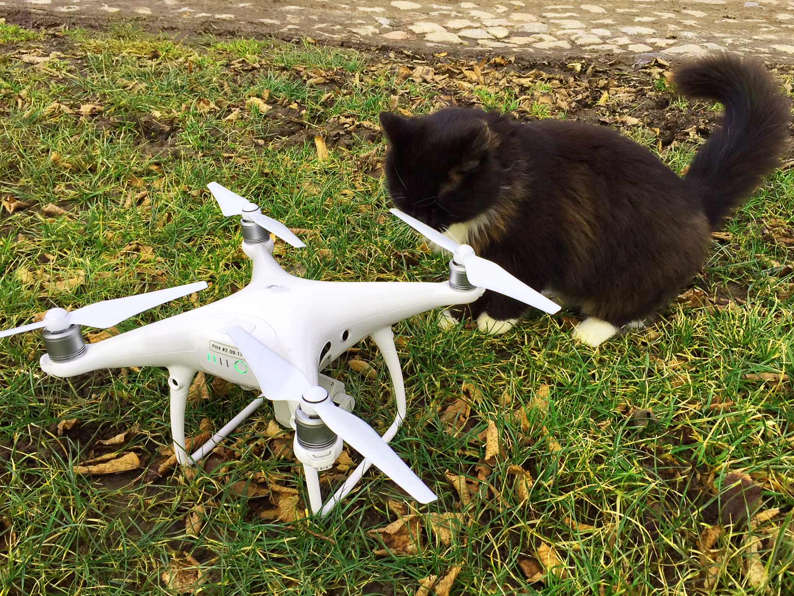 Eine Katze schnueffelt an der Drone am Boden