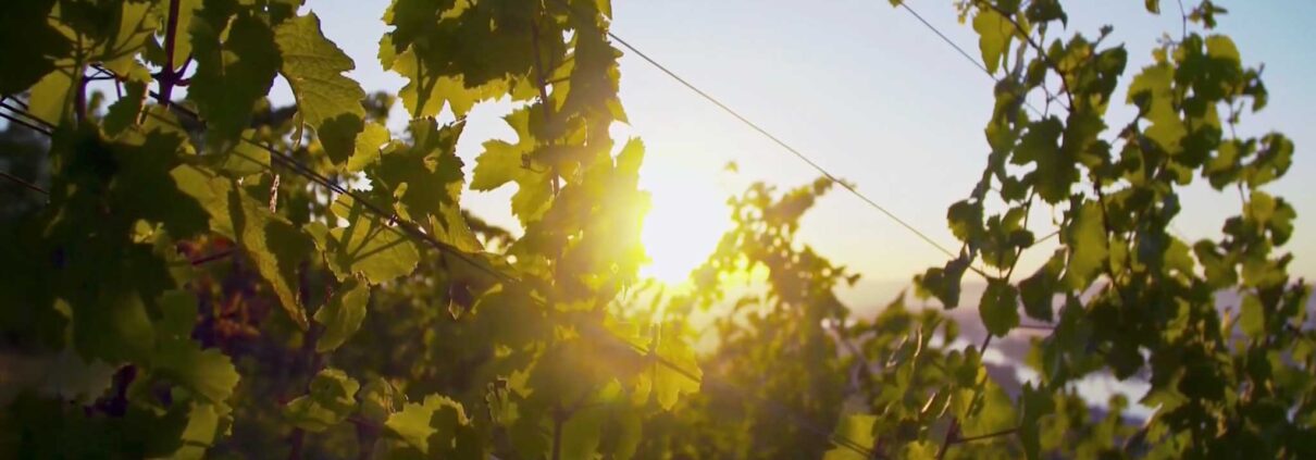 Sonnenuntergang durch die Weinreben
