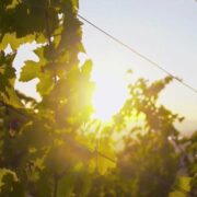 Sonnenuntergang durch die Weinreben