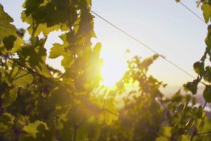 Sonnenuntergang durch die Weinreben
